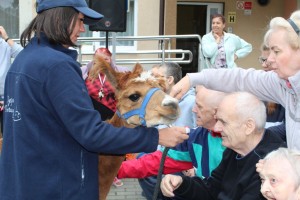 Spotkanie z alpakami