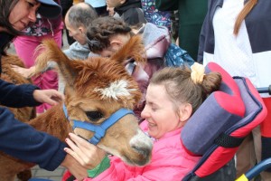 Spotkanie z alpakami